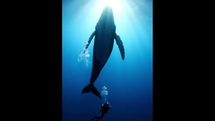 禁阁的神坛冥想 - 深蓝星球：探索海洋深处的未知世界